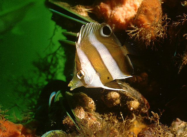 Chaetodon modestus